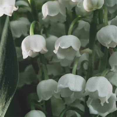 muguet-1er-mai-2025 muguet-1er-mai-2025